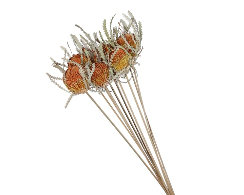 Banksia Diandra Pz 10 Essiccata Naturale Addobbi Allestimenti Autunno