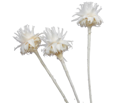Plumosum Pz 3 Naturali Essiccati Fiori Decorativi Autunno