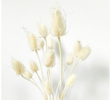 Cardo Bianco Gr 100 Fiori Essiccati Stabilizzati Composizione Floreale