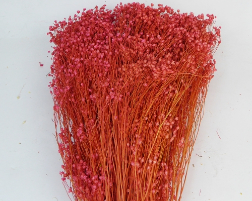 Broom Bloom Fiori Secchi Da 100 Gr Composizioni Addobbi Floreali