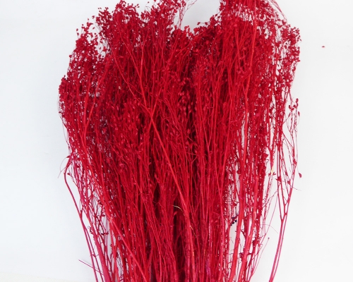 Broom Bloom Fiori Secchi Da 100 Gr Composizioni Addobbi Floreali