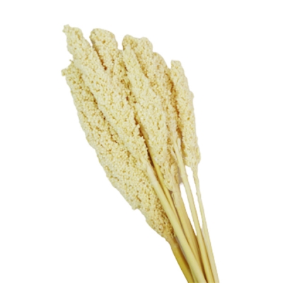 Sorgo Bianco Naturale Stabilizzato Composizione Floreale Matrimonio