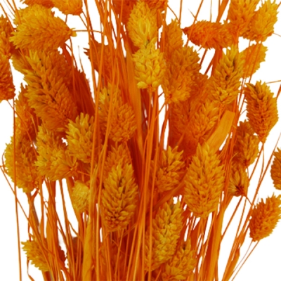 Poa Colorata Stabilizzata Essiccata Composizione Floreale