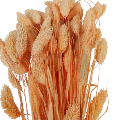 Poa Colorata Stabilizzata Essiccata Composizione Floreale