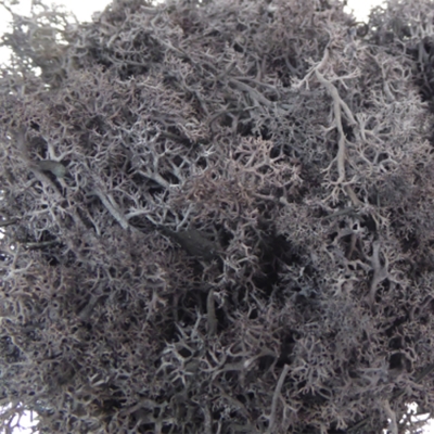 Gr 500 Muschio Nordico Sacco Pianta Naturale Colorata Nera