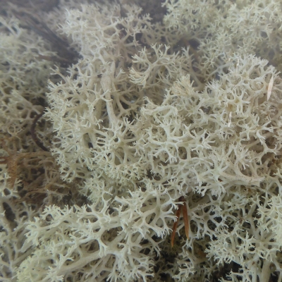 Muschio Finlandese In Scatola Gr 500 Decorazioni Composizione Floreale