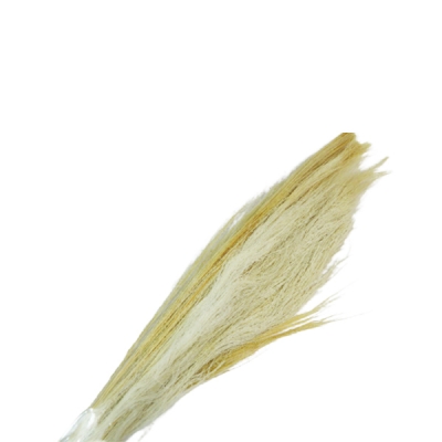 Broom Grass Gr 100 Secco Stabilizzato Decorazione Composizione