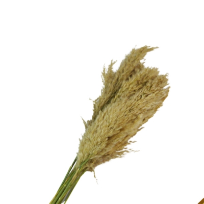 Pampas Cm 75 pz 10 Decorazione Fiori Secchi Stabilizzati