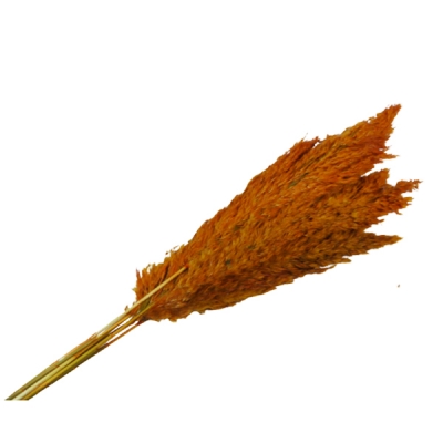 Pampas Cm 75 pz 10 Decorazione Fiori Secchi Stabilizzati