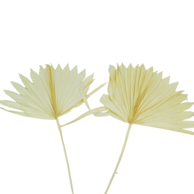 Palm Sun Pz 5 Secco Stabilizzato Composizione Floreale Vetrina
