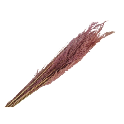 Eryanthus Colorato Secchi Pz 10 Decorazione Composizione Floreale Addobbi