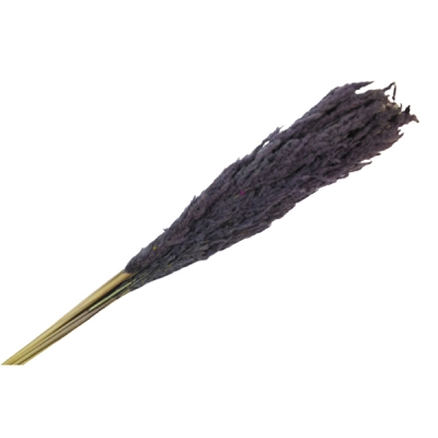 Eryanthus Colorato Secchi Pz 10 Decorazione Composizione Floreale Addobbi