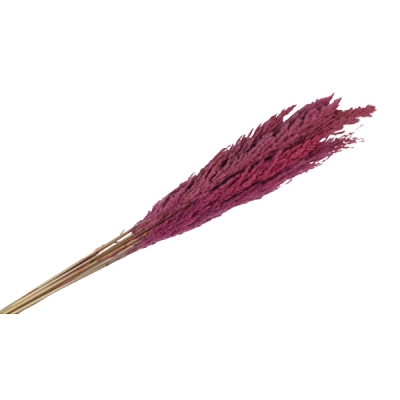 Eryanthus Colorato Secchi Pz 10 Decorazione Composizione Floreale Addobbi
