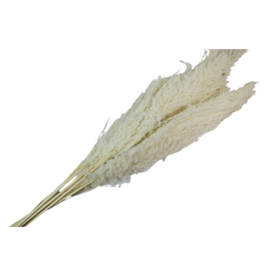 Eryanthus Colorato Secchi Pz 10 Decorazione Composizione Floreale Addobbi
