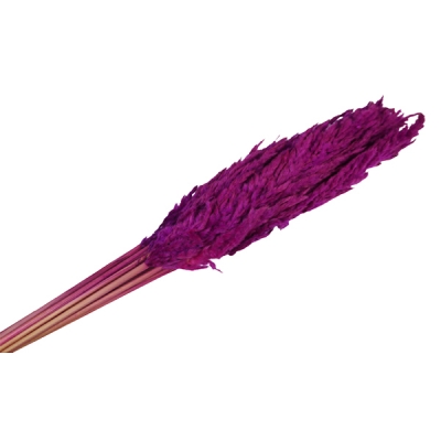 Eryanthus Colorato Secchi Pz 10 Decorazione Composizione Floreale Addobbi