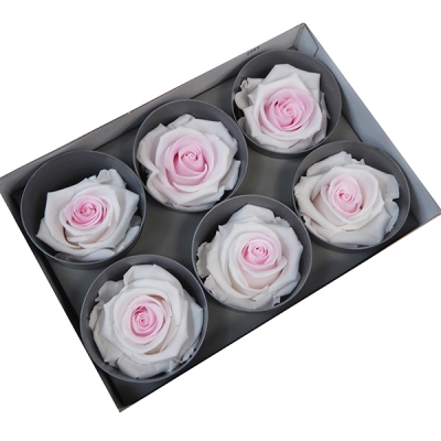 6 Rose Stabilizzate
