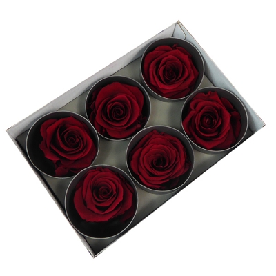 6 Rose Stabilizzate