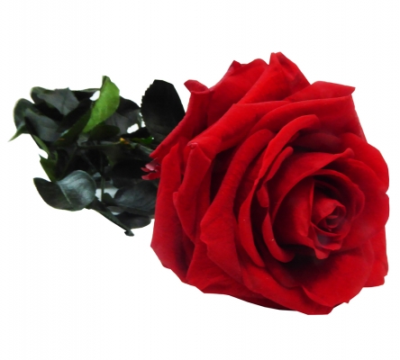 Rosa Stabilizzata C/stelo Lux