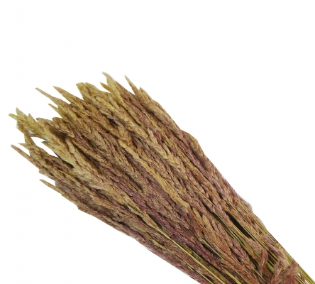 Erba Cristina Naturale Stabilizzata Gr 150 Decorazioni Composizione Floreale Addobbi