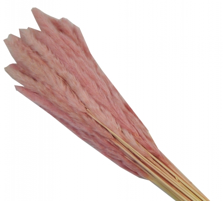 Mini Pamaps Gr 100 Naturale Colorata Stabilizzata Composizione Floreale Addobbi