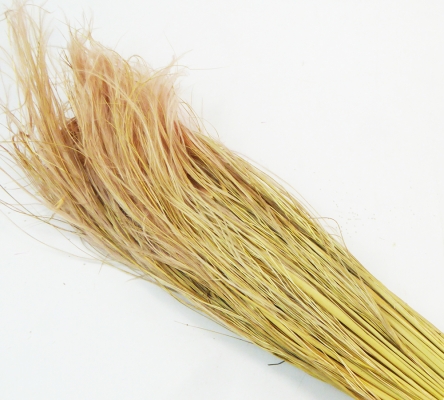Stipa Pennata Gr 100 Naturale Stabilizzata Colorata Composizione Floreale Addobbi