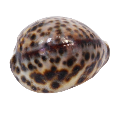 14 Conchiglie Eria Sacchetto Bomboniera