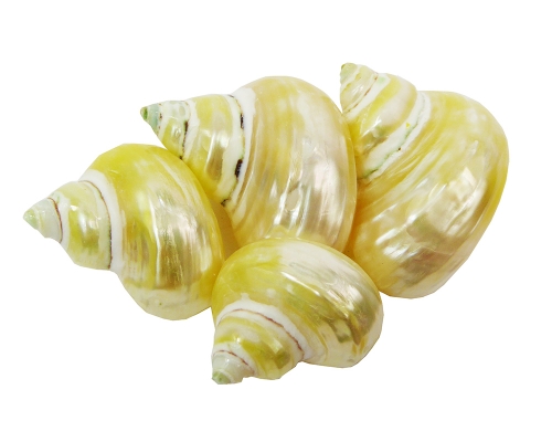 Conchiglie Lumaca Tubo Chrysostomus Pz 16
