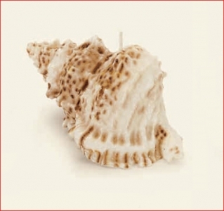 Conchiglia Crema Segnaposto