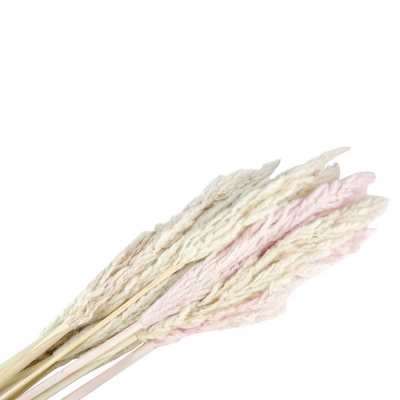 Eryanthus Pz 10 Naturale Stabilizzata Colorata Decorazione