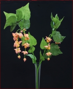 Cadente Leycisteria Gambo Lungo 1 Mt