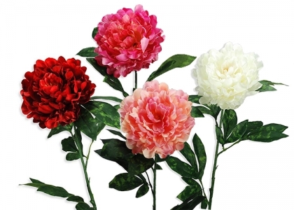 Peonia Spring