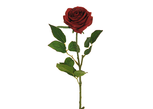Rosa Ecuador Alta 65 Cm Rossa