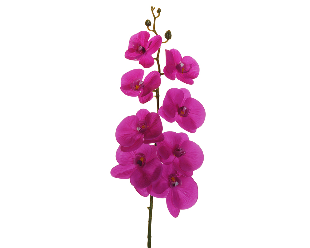 Viola