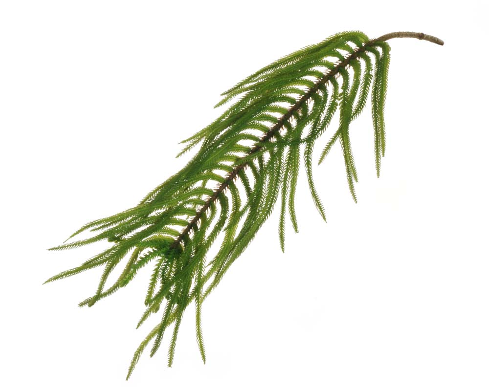 Ramo Araucaria Soft Touch Cm 75 Pianta Artificiale