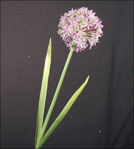 Allium Modellabile 55 Cm