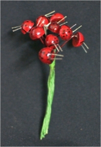 72 Coccinelle Lucide