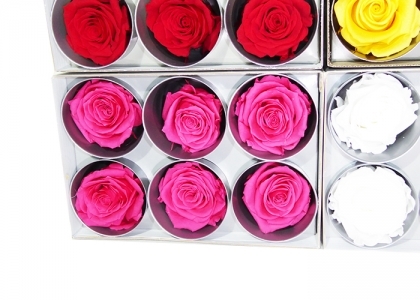 Fucsia
