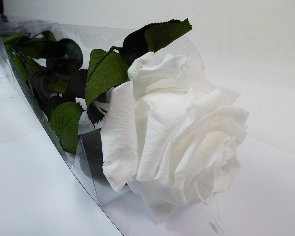 Bianco