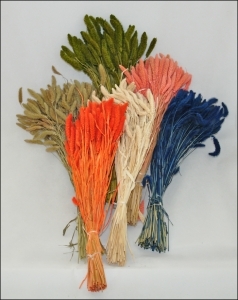 Setaria Essiccata