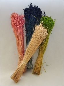 Briza Maxima Colorata