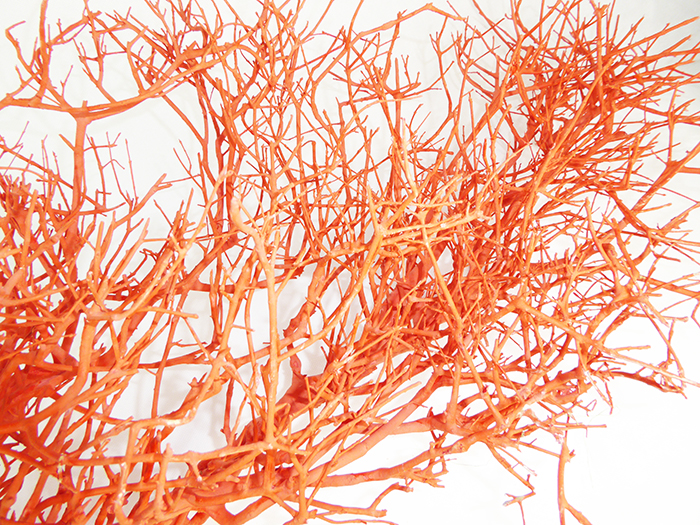 Ramo Lanterna Naturale Colorato Cm 120/130 Decorazioni Composizioni