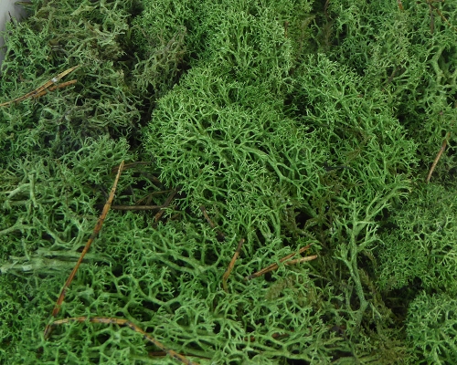 Muschio Finlandese In Scatola Gr 500 Decorazioni Composizione Floreale
