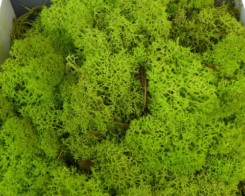 Muschio Finlandese In Scatola Gr 500 Decorazioni Composizione Floreale