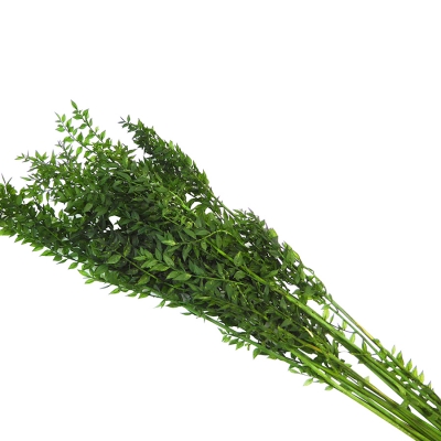 Ruscus Stabilizzato Naturale Colorato Gr 150 Composizione Floreale Addobbi