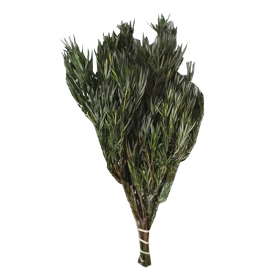 Salignum Stabilizzato Verde Naturale Decorazione Interni Vetrine 250 Gr