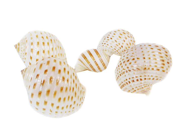Pz 5 Conchiglie Ctok 6/8 Cm Naturale Bomboniere Linea Mare