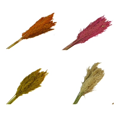 Pampas Cm 75 pz 10 Decorazione Fiori Secchi Stabilizzati