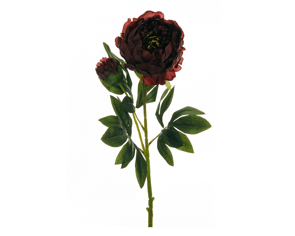 Peonia C/bocciolo New