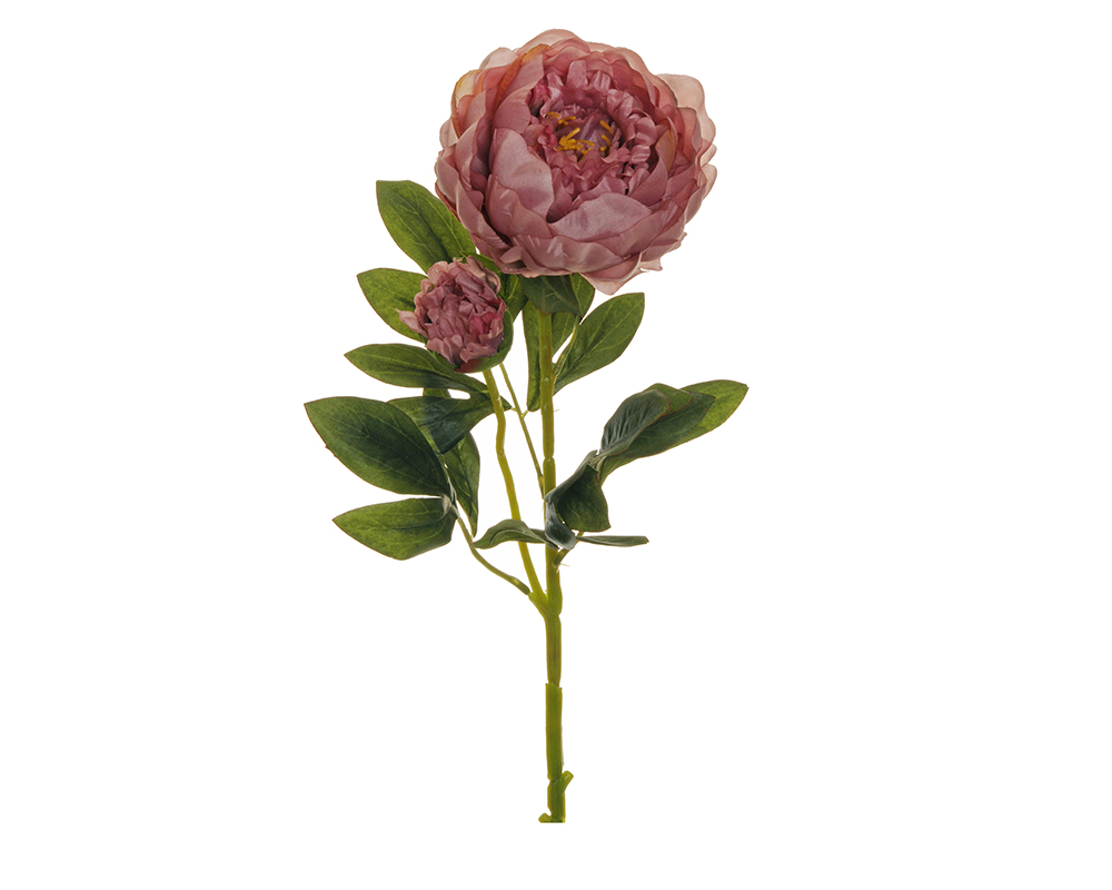 Peonia C/bocciolo New