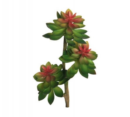 Pianta Echeveria Succulent D 13 Cm 36 Composizione Floreale